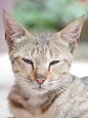 Pet cat face and its expression