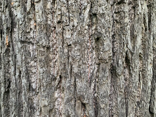 Fototapeta premium Tree bark Trunk of an old large poplar close-up-texture.