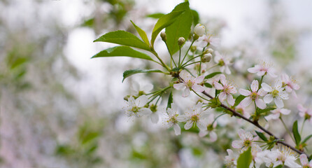 Spring border or background with a white flower. Beautiful nature scene with a blooming tree and a flash of sun. Spring flowers Apple cherry Sakura Spring. copyspace.