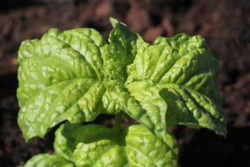 Lettuce leaf basil grows in garden