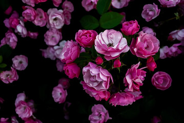 pink roses on black