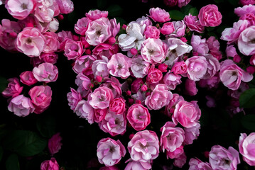 bouquet of pink roses