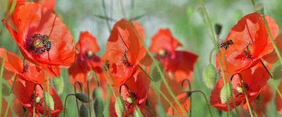 beautiful red poppies flowers blooming in a meadow with honey bees in panoramic view