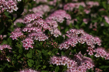 Obraz premium pink flowers in the garden