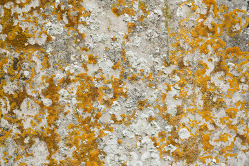 Old flat weatherd stone with lichen. Background texture.