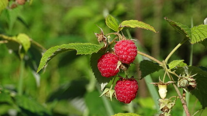 ripe raspberry on a bush