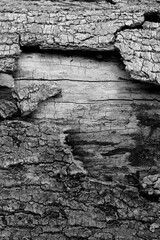 Bark texture