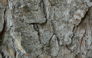 detailed texture of dry gray-brown pine bark surface as abstract forest background