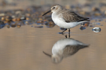 Dunlin - winter plumage feeding in a coastal lagoon