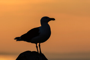 Great black backed Gull silhouette at sunset
