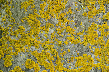 Old flat weatherd stone with lichen. Background texture.