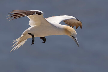 Fototapeta na wymiar View of Flying Northern Gannet, Sula leucogaster