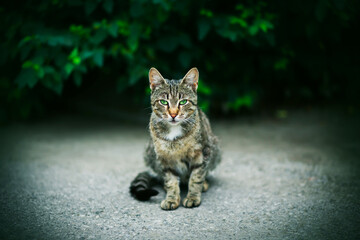 Naklejka na ściany i meble A beautiful striped wild mysterious cat with bright green eyes sits against the background of dense dark green thickets with leaves.