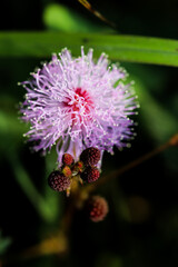 Striking macro flower closeup of Mimosa pudica or Mimosa pigra sensitive plant, also known as Shameplant, Sleepy plant.