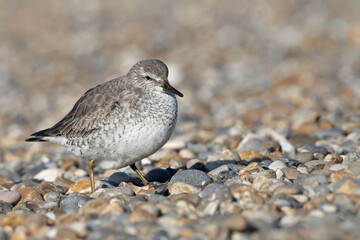 winter/ non breeding plumage Knot/ Red Knot