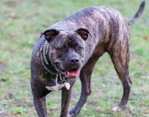 Staffordshire Bullterrier ist ein sehr beliebter Familienhund auch Babysitter Dog genannt 