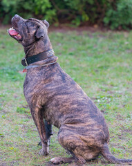 Staffordshire Bullterrier ist ein sehr beliebter Familienhund auch Babysitter Dog genannt 