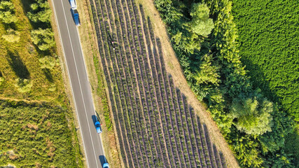 Lavender meadows in open countryside. Amazing aerial view in summer season