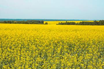 Rapeseed field against the blue sky, summer landscape