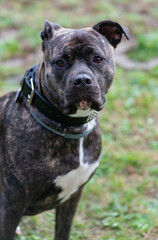 Staffordshire Bullterrier ist ein sehr beliebter Familienhund auch Babysitter Dog genannt 