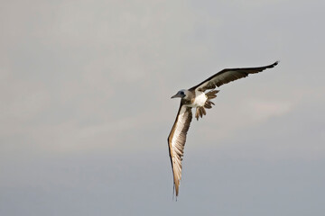 Brown Booby, Sula leucogaster, flying