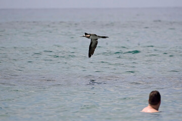 Brown Booby, Sula leucogaster, fly by