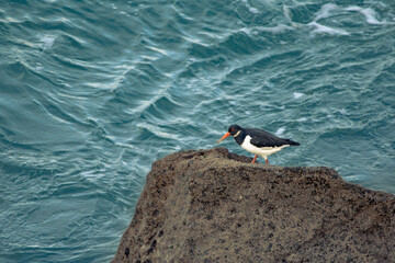 Oystercatcher on a rock