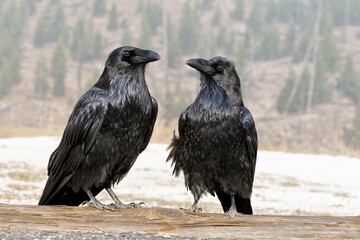 Raven in harsh winter weather