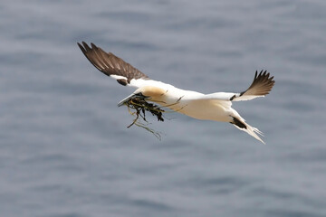 Northern Gannet, Sula leucogaster, with nesting material