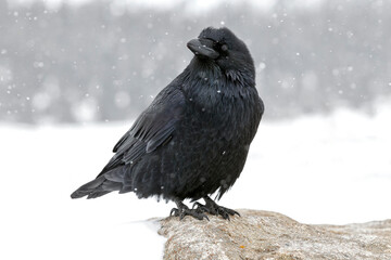 Raven in harsh winter weather