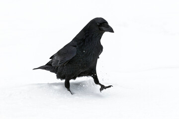 Raven in harsh winter weather