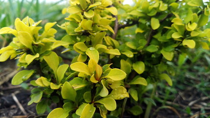 Green barberry in the summer garden