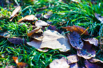 Dry fallen leaves on autumn grass. Season change concept.