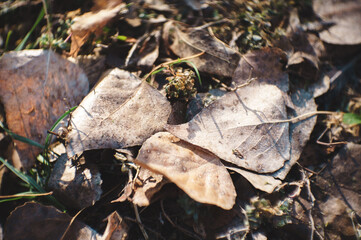 Fallen withered brown leaves on ground, chromatic and light aberration. Season change concept.