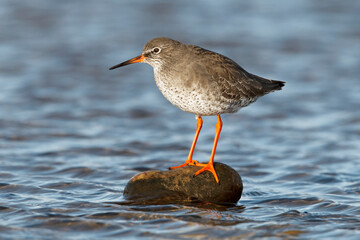 Redshank