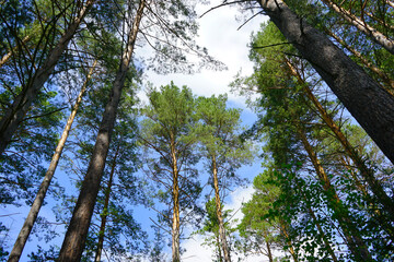Low angle view of green trees against the sky. Trunks of pine trees against the blue sky.