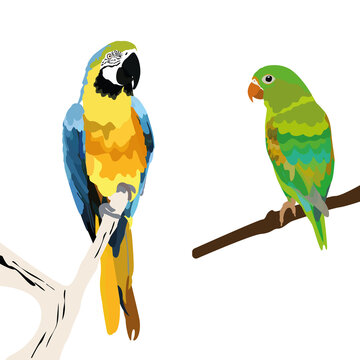 vector image. the illustration shows two cute parrots of different colors, they are sitting on a branch