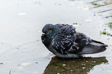 A pigeon sits in an autumn puddle. Close-up