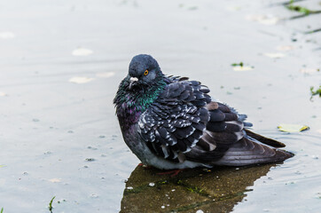 The dove close-up