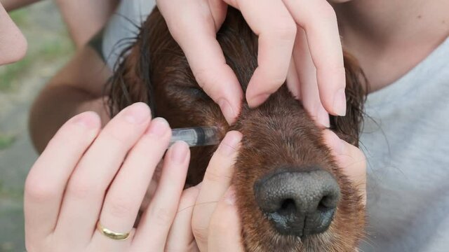 woman extracts a sucking tick from a dog.