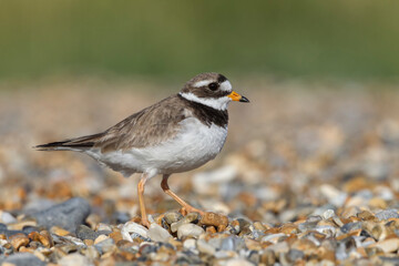 Ringed Plover