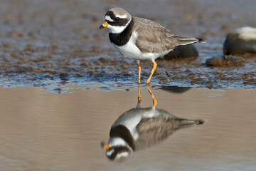 Ringed Plover and reflection