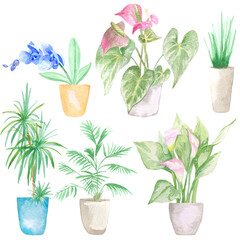 Fototapeta na wymiar Watercolor set of home plants. Perfect in printing, textile, web design, souvenir products, scrapbooking, planner and many other creative ideas.