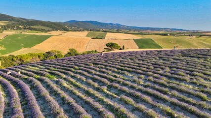 Overhead aerial view of Lavender Fields in the countryside, summer season, drone viewpoint