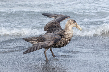 Southern Giant Petrel opening wings into wind
