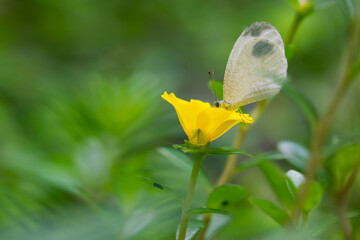 Photo of a white butterfly on a yellow flower 