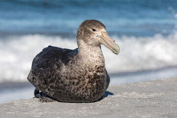 Southern Giant Petrel sitting on the tideline