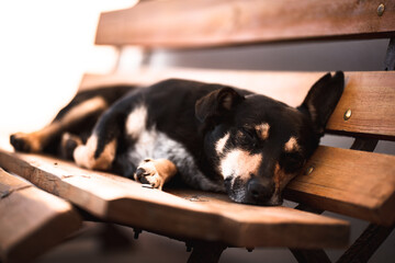 Śpiący pies na ławce - obrazy, fototapety, plakaty