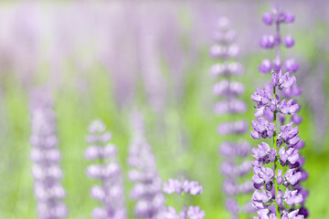 Naklejka premium Flowers of pink and purple lupin on the field in natural sunlight.