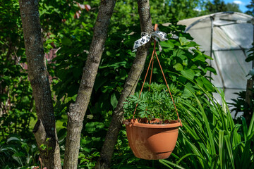 A round brown flower-pot with marigold flowers hanging on a thin tree branch against a green garden.